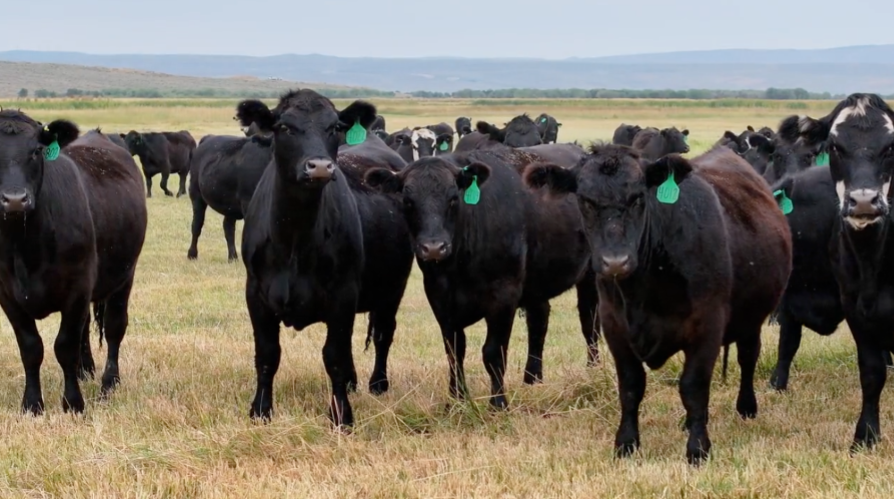100 hd of Black Angus & Baldy- BH910C5